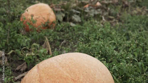 camera slide over pumpkin growing in the field
