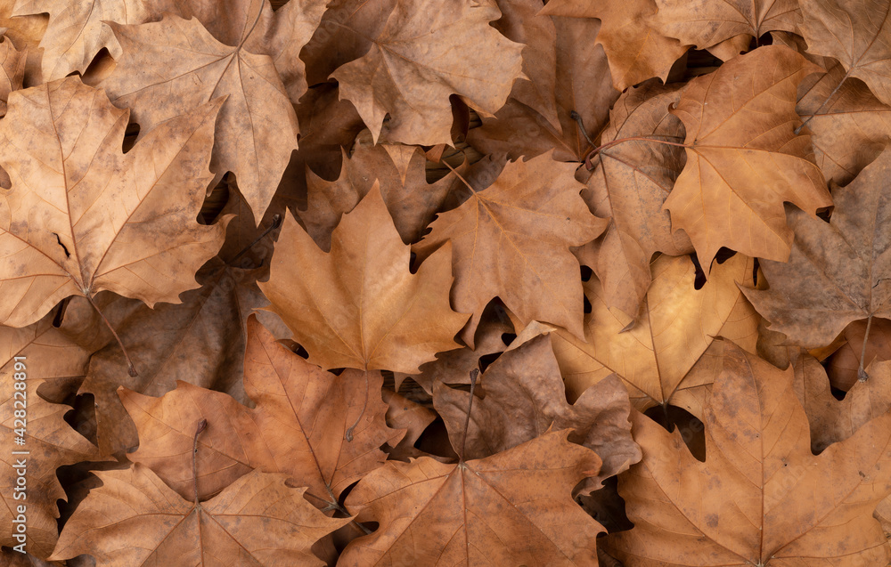 Top view, closeup of brown dried maple leaves Top view, closeup of brown dried maple leaves