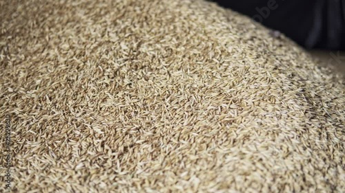 camera slide over grain gathered from the field during harvest time
