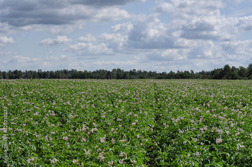A field with flowering potatoes in the Leningrad Region in Russia. A field with flowering potatoes in the Leningrad Region in Russia.