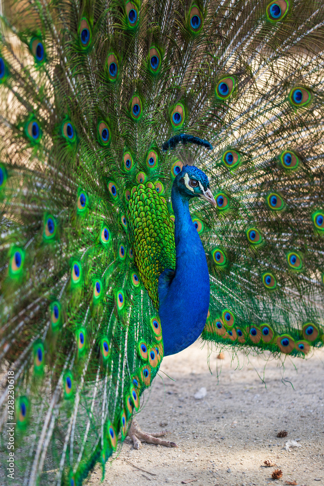 Naklejka premium Beautiful colorful peacock bird. The peacock has an outstretched tail. There are colored eyes on the tail.