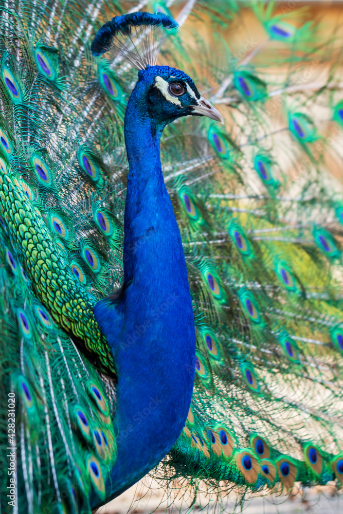 Obraz premium Beautiful colorful peacock bird. The peacock has an outstretched tail. There are colored eyes on the tail.