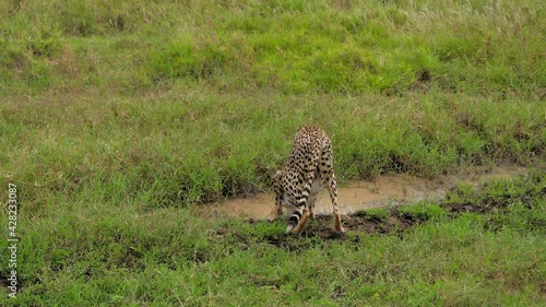 Close shot of cheetah in a wild drinking from puddle, while cautiously watching around in african savanna. Wildcat in natural habitat in safari park. Concept of danger, predator, tourism. photo