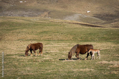 herd of horses