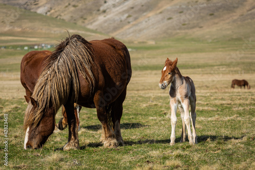 horse and foal