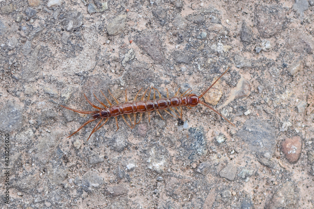 Steinläufer (Lithobiomorpha)