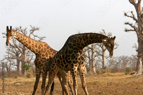 girafe  giraffa camelopardalis 