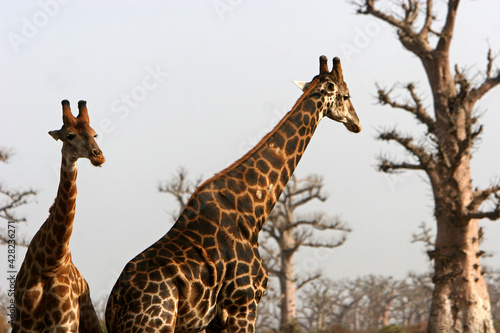 girafe  giraffa camelopardalis 