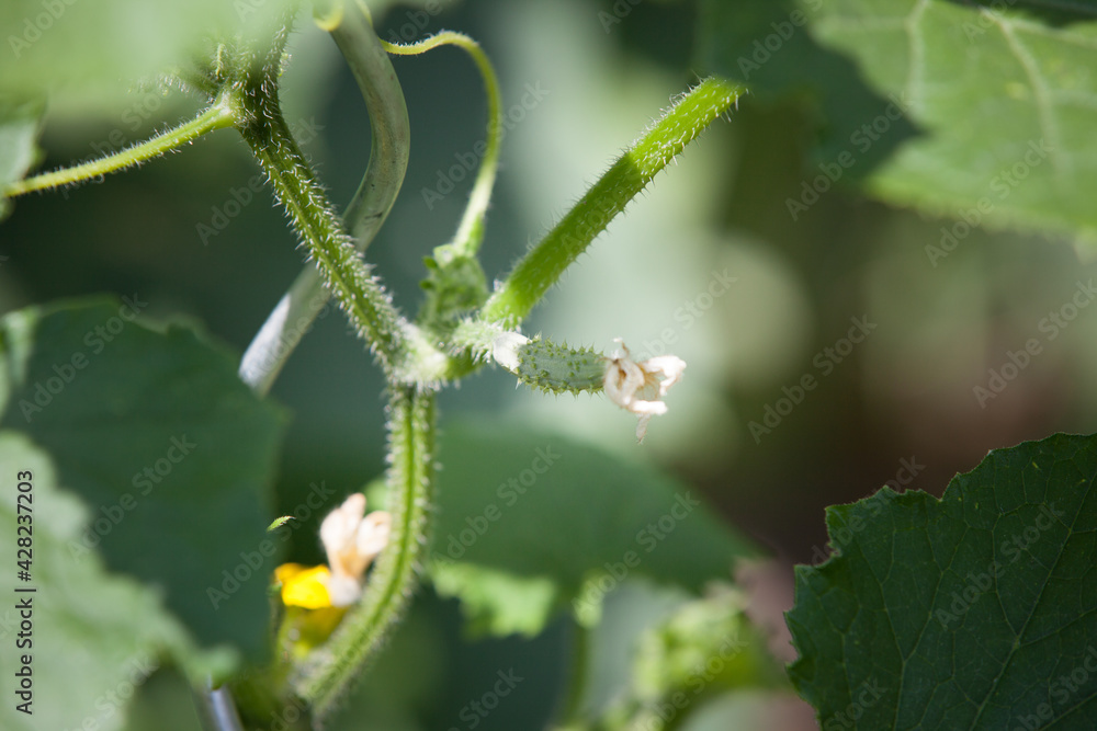 Garter bush of cucumber with ovary (Cucumis sativus). Garter bush of cucumber with ovary (Cucumis sativus).