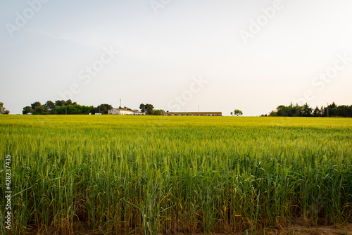 Campo de trigo verde en un paisaje rural