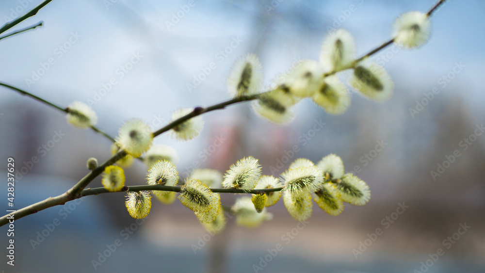 Blooming willow branches against the blue sky. Image with selective focus Blooming willow branches against the blue sky. Image with selective focus