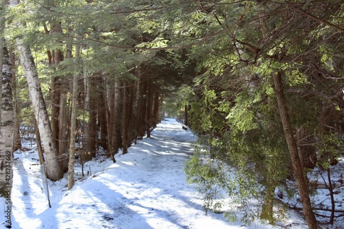 winter forest in the winter