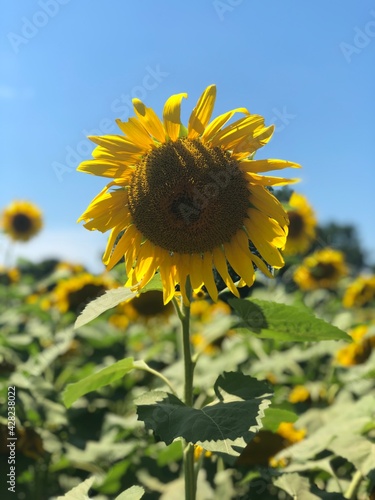 sunflower of blue sky