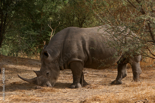 rhinoceros Blanc  ceratotherium simum 