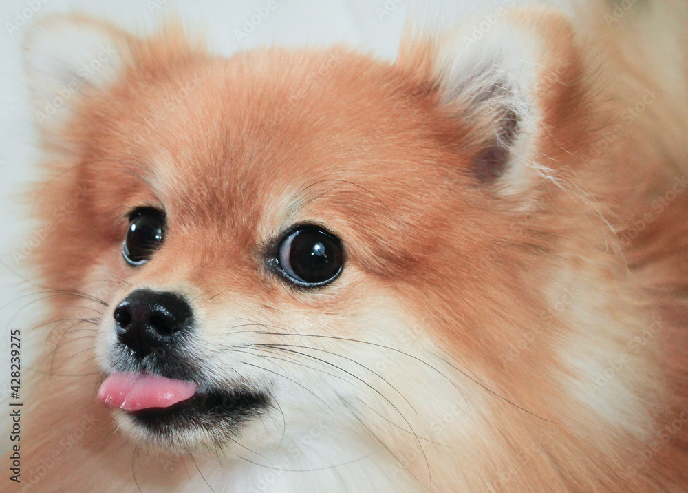 pomeranian puppy funny portrait