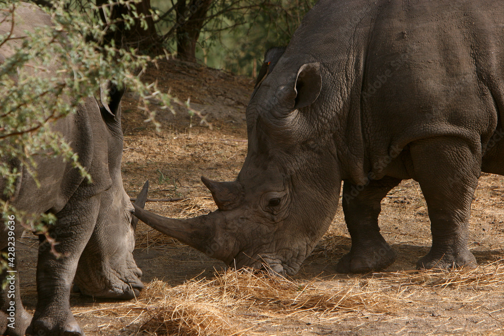 Fototapeta premium rhinoceros Blanc (ceratotherium simum)