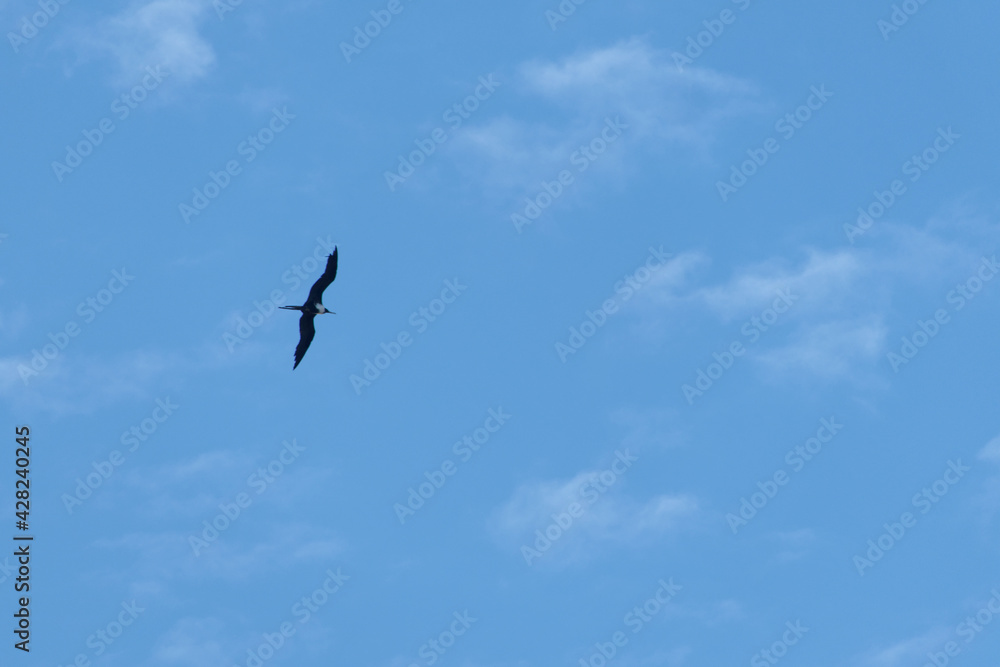 Longues ailes effilées et queue fourchue de la Frégate Superbe - Guyane française Longues ailes effilées et queue fourchue de la Frégate Superbe - Guyane française