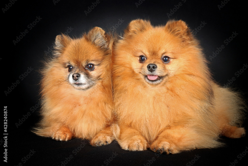 couple of Pomeranian spitz brown in black background