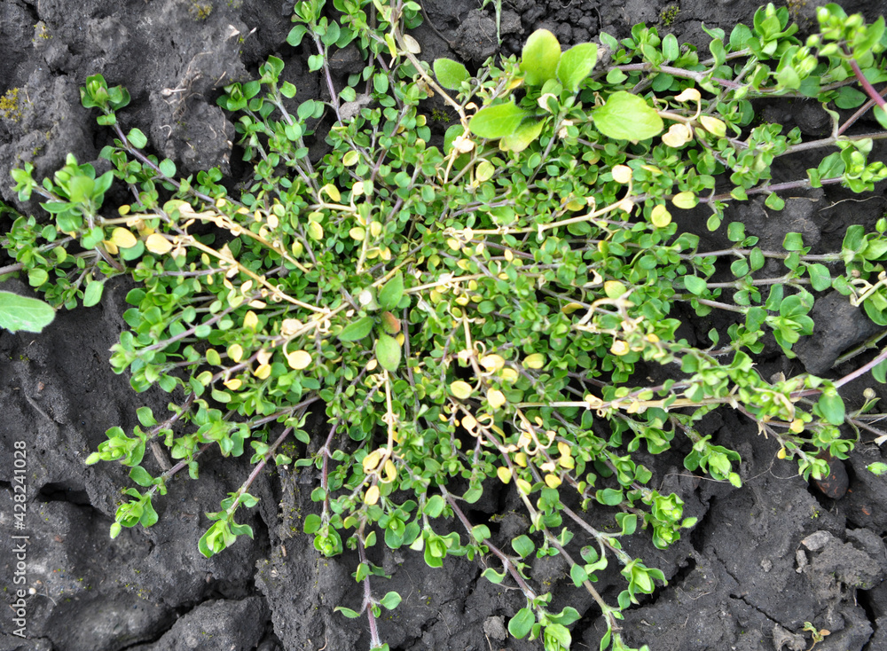 In the spring, Stellaria media grows in nature In the spring, Stellaria media grows in nature