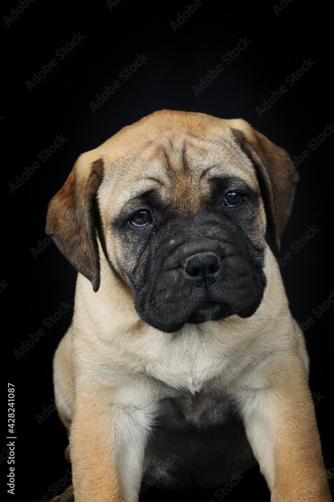 Puppy bullmastiff isolated on black 