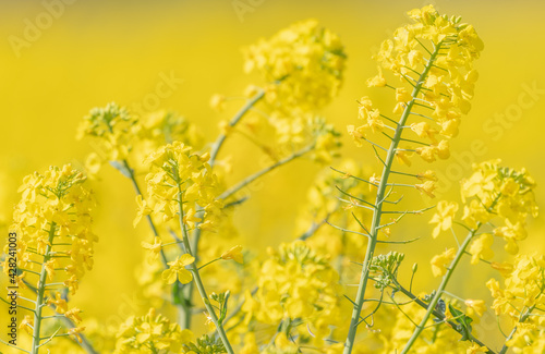 rapeseed flowers with yellow background very out of focus © rsimona