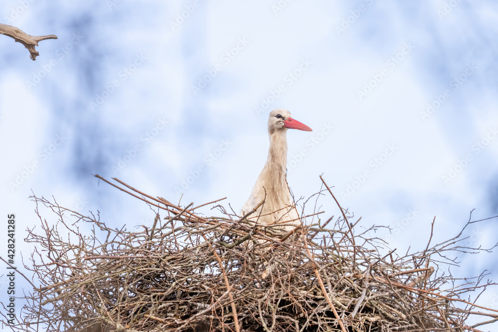 Fototapeta premium A stork stands in its nest, Builds the nest. A dramatic blue sky in the background. copy-space