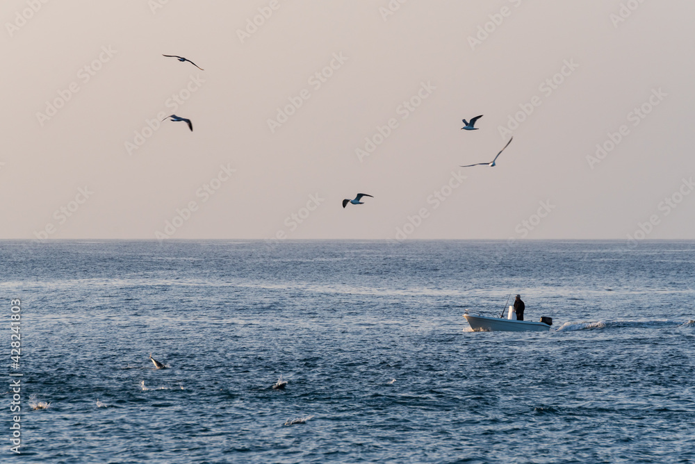 Boat with a fisherman next to a shoal of fish and seagulls fluttering along the water.
