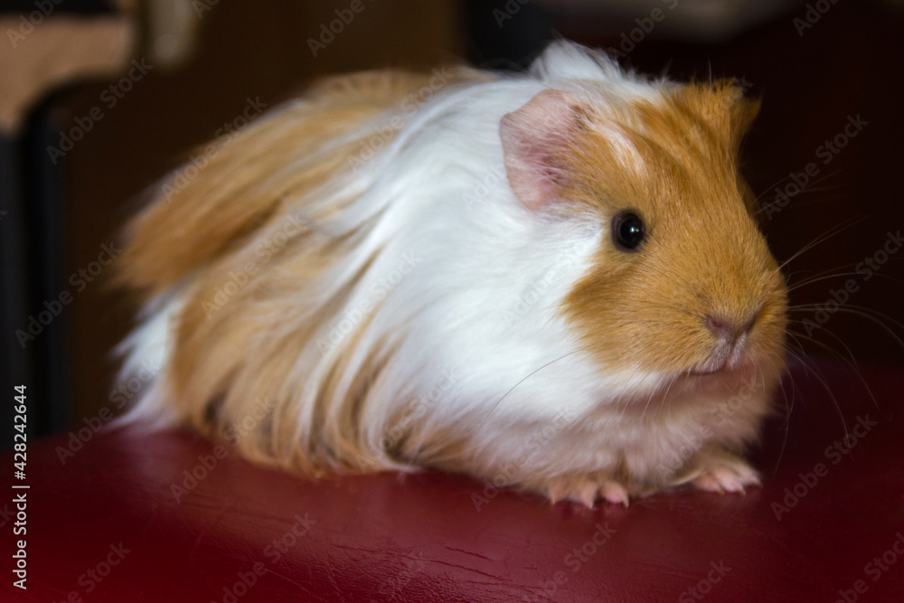 Guinea pig furry pet Cavy White Red sitting closeup Guinea pig furry pet Cavy White Red sitting closeup