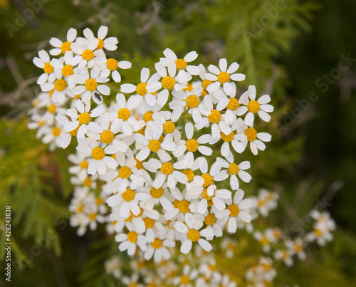 Flora of Gran Canaria -  Tanacetum ferulaceum, fennel-leaved tansy endemic to the island, natural macro floral background
 photo