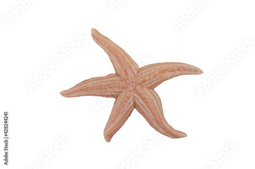 A red sea star isolated on white background. The Common Caribbean starfish (Oreaster reticulatus). photo