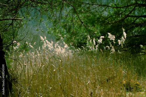 grass and flowers © Marcinwarmia