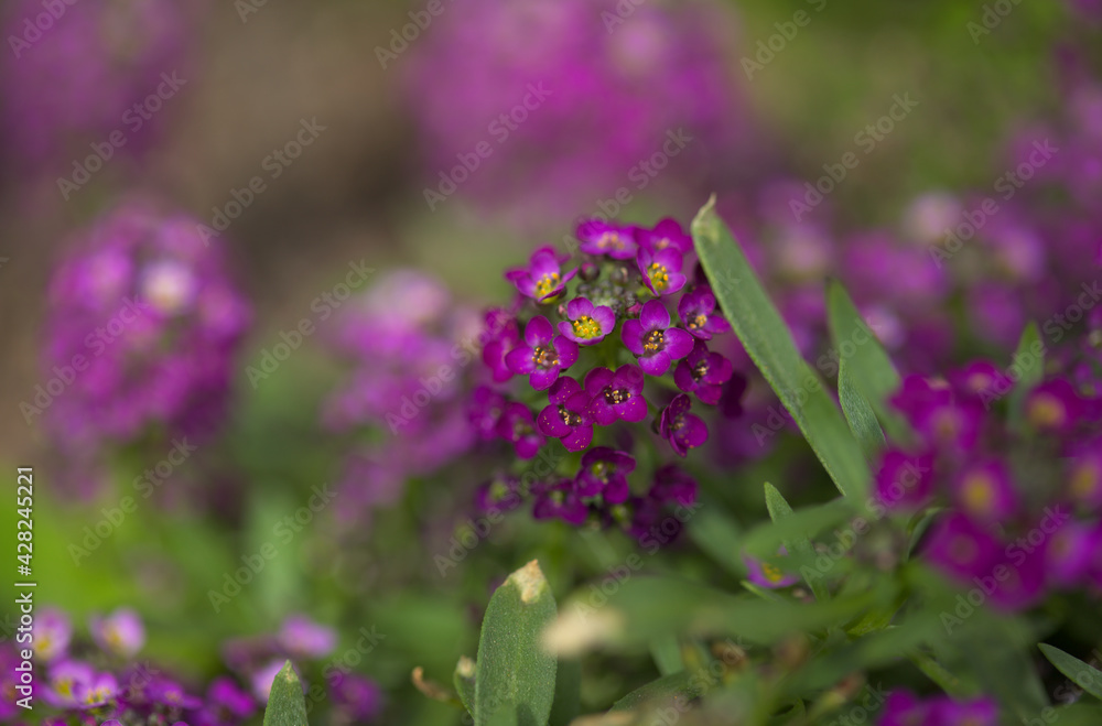 Fototapeta premium Flowering garden variety of Lobularia maritima, sweet alyssum natural macro floral background 