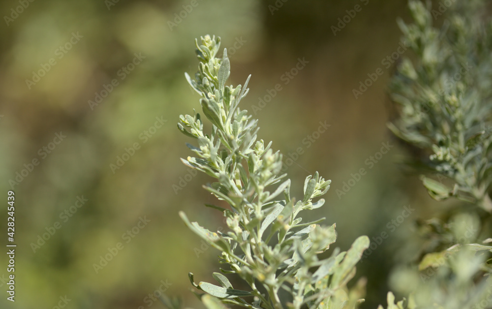 Flora of Gran Canaria - Artemisia thuscula, locally called Incense due to its highly aromatic properties, natural macro floral background
Flora of Gran Canaria - Artemisia thuscula, locally called Incense due to its highly aromatic properties, natural macro floral background