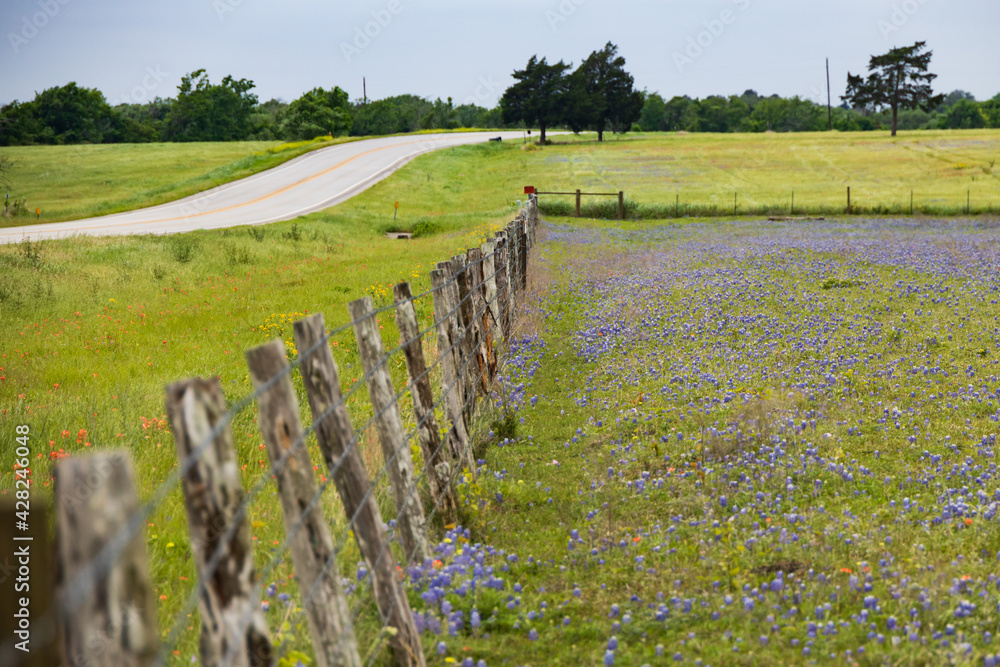 Bluebonnets wildflowers in a field behind a wooden fence line along a Texas backroad