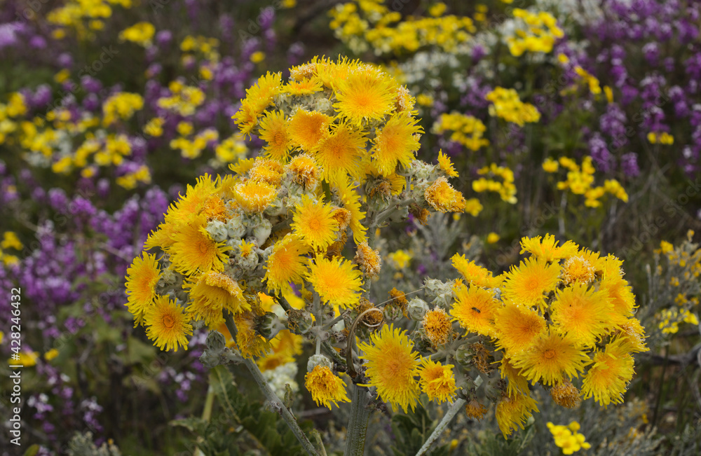 Obraz premium Flora of Gran Canaria - Sonchus acaulis, sow thistle endemic to central Canary Islands natural macro floral background