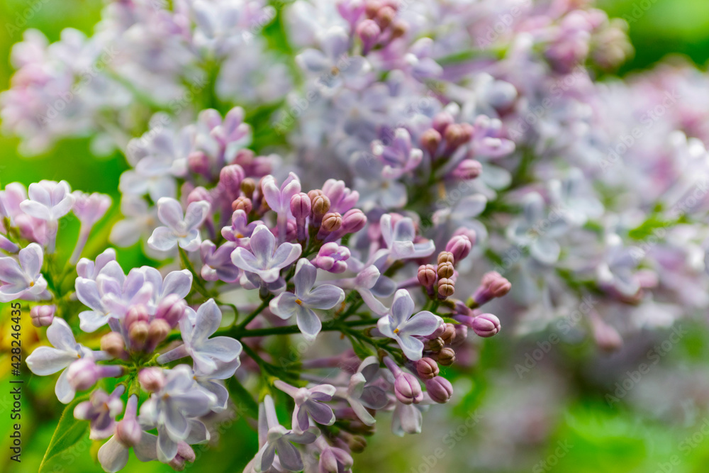 Lush lilac bushes blooming in spring