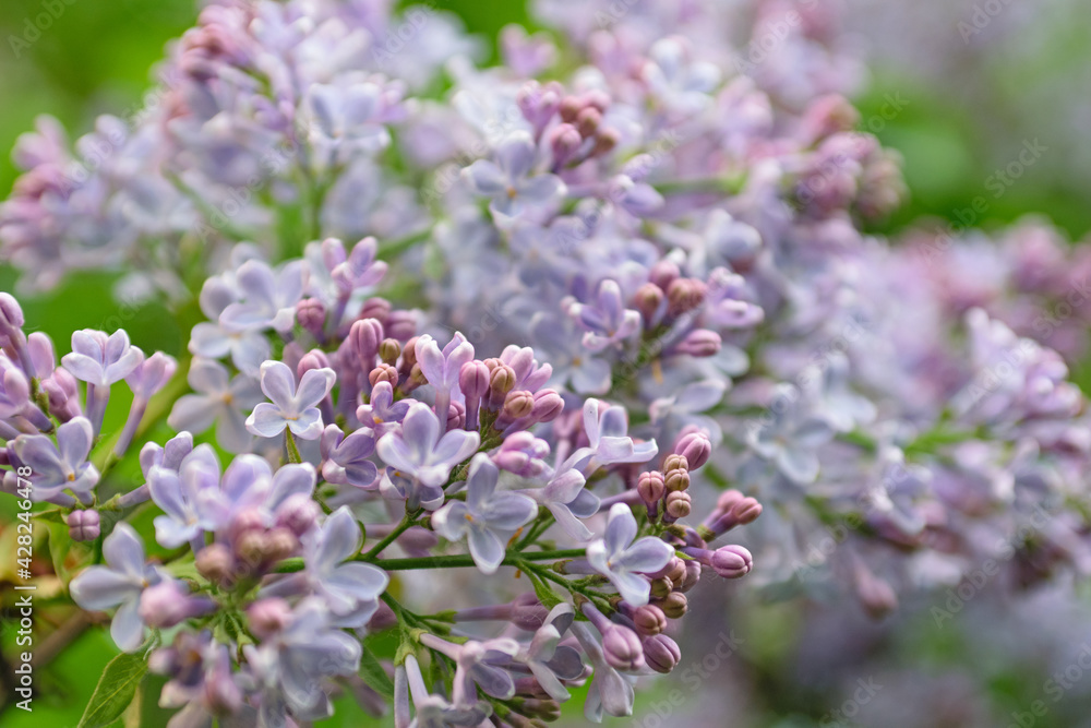 Lush lilac bushes blooming in spring Lush lilac bushes blooming in spring