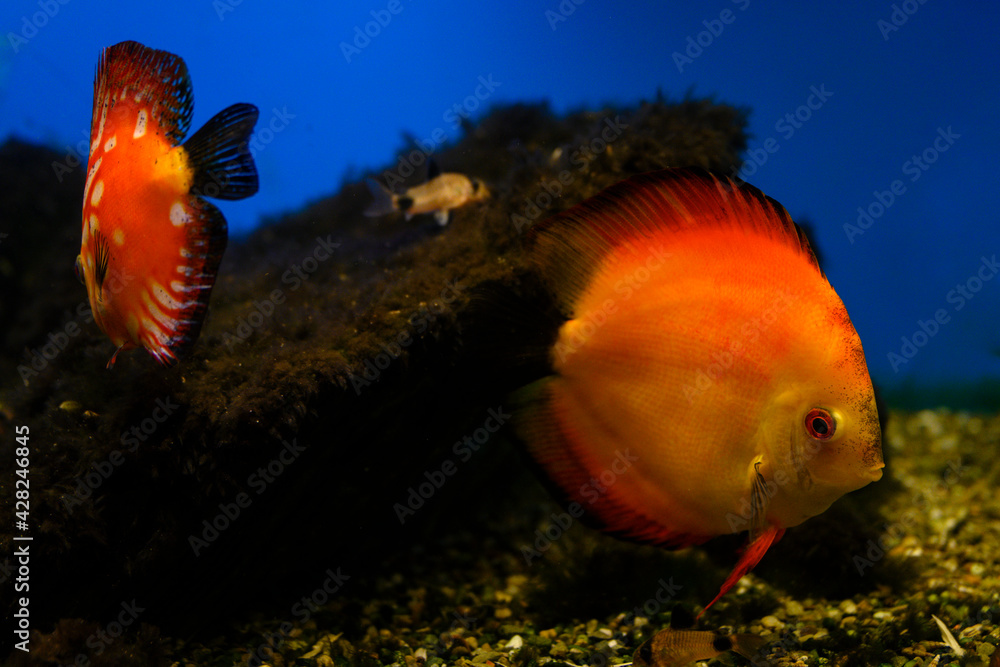Diskus - Big orange fish plate shape. Diskus - Big orange fish plate shape.