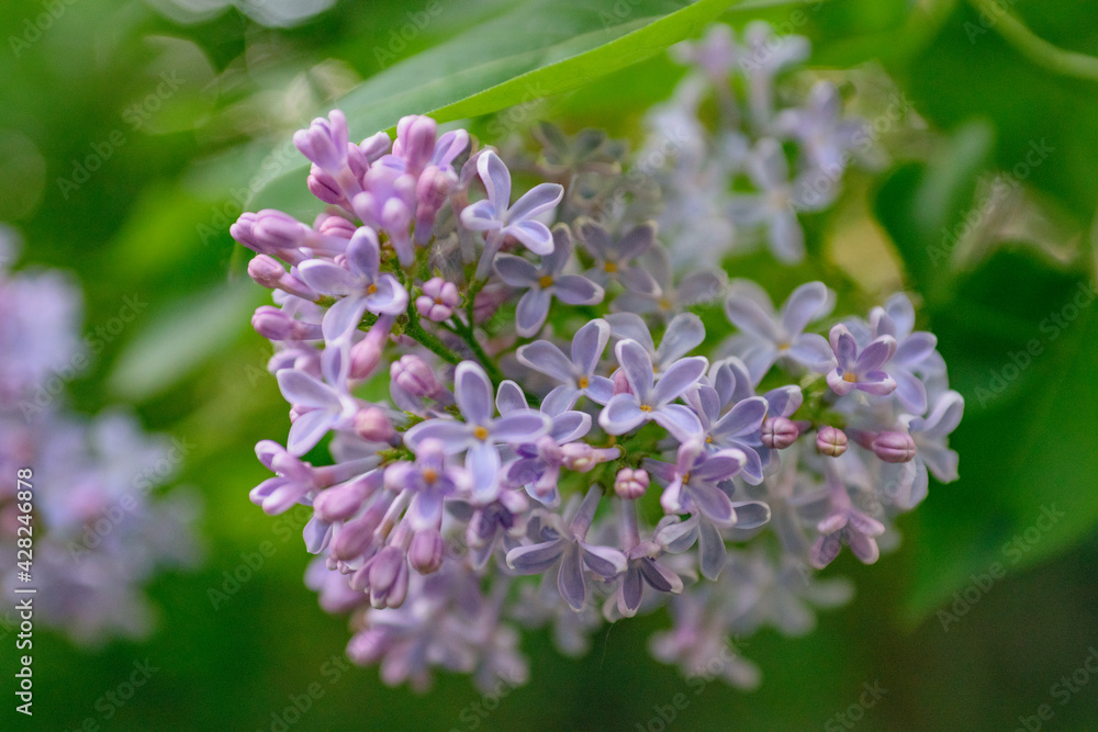 Lush lilac bushes blooming in spring Lush lilac bushes blooming in spring