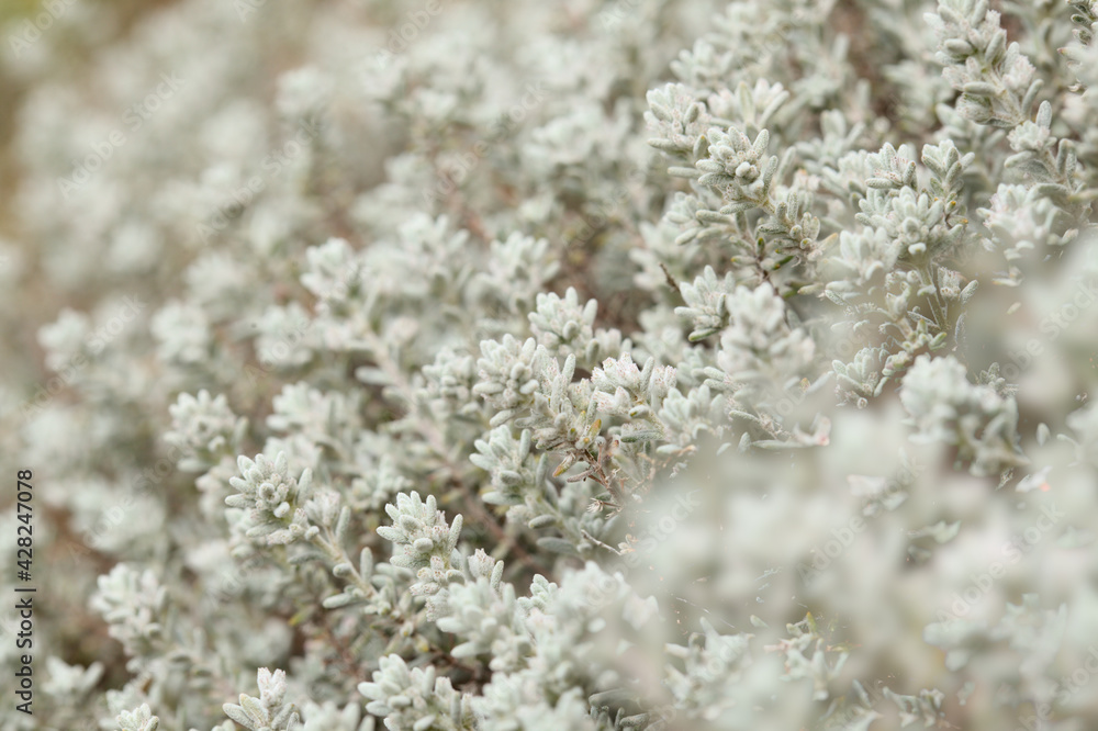 Flora of Gran Canaria - Micromeria varia herb, locally called thyme, endemic to Canaries and Madeira,  natural macro floral background
