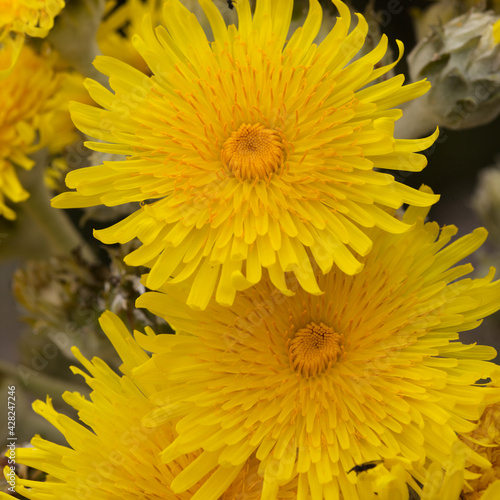 Flora of Gran Canaria -  Sonchus acaulis  sow thistle endemic to central Canary Islands natural macro floral background 