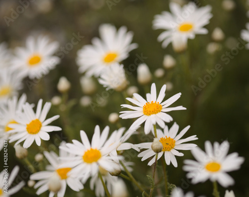 Flora of Gran Canaria -  Argyranthemum  marguerite daisy endemic to the Canary Islands