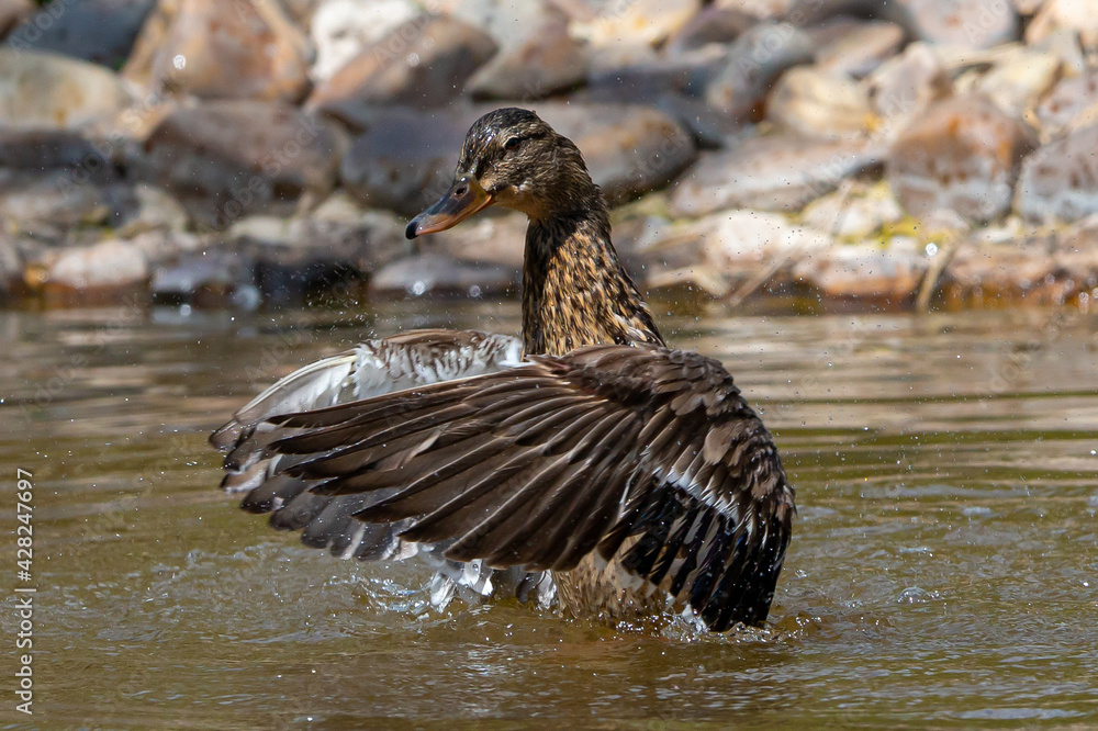 Duck with brown plumage with open wings in a lake. Wild birds. Brown plumage. Duck in a pond. Duck with brown plumage with open wings in a lake. Wild birds. Brown plumage. Duck in a pond.