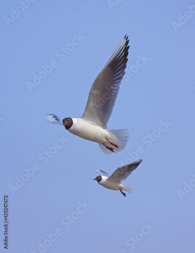 Close-up flying Black-headed gull in the sky on plain background