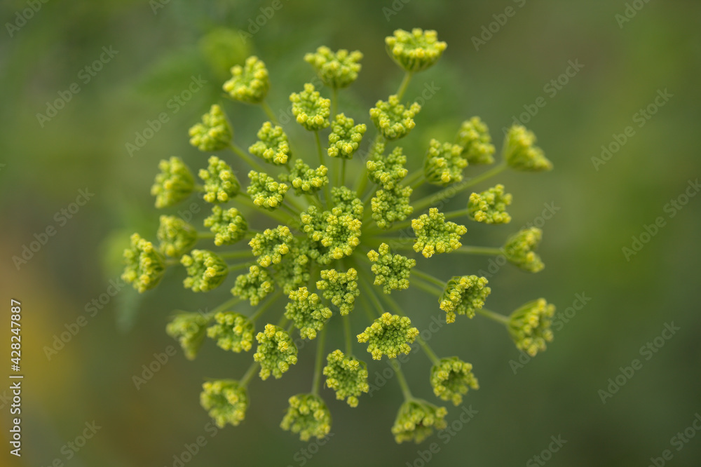 Flora of Gran Canaria - Todaroa montana, plant endemic to the Canary Islands, natural macro floral background
