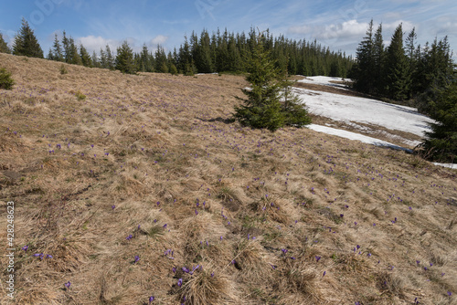Mountain slope with first spring flowers in Carpathian region