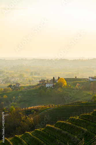 Terraced vineyard hills at sunset in Friuli Venezia Giulia region  Italy