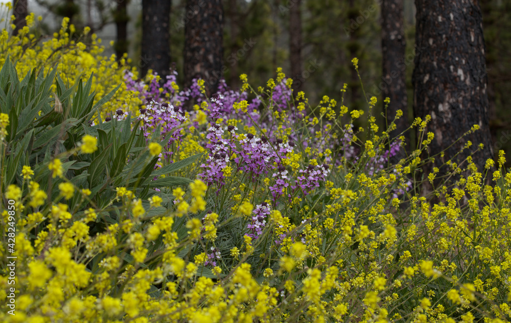 Flora of Gran Canaria - lilac flowers of crucifer plant Erysimum albescens, endemic to the island natural macro floral background
Flora of Gran Canaria - lilac flowers of crucifer plant Erysimum albescens, endemic to the island natural macro floral background