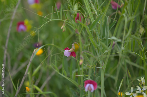 Flora of Gran Canaria -  Lathyrus clymenum, Spanish vetchling natural macro floral background
 photo