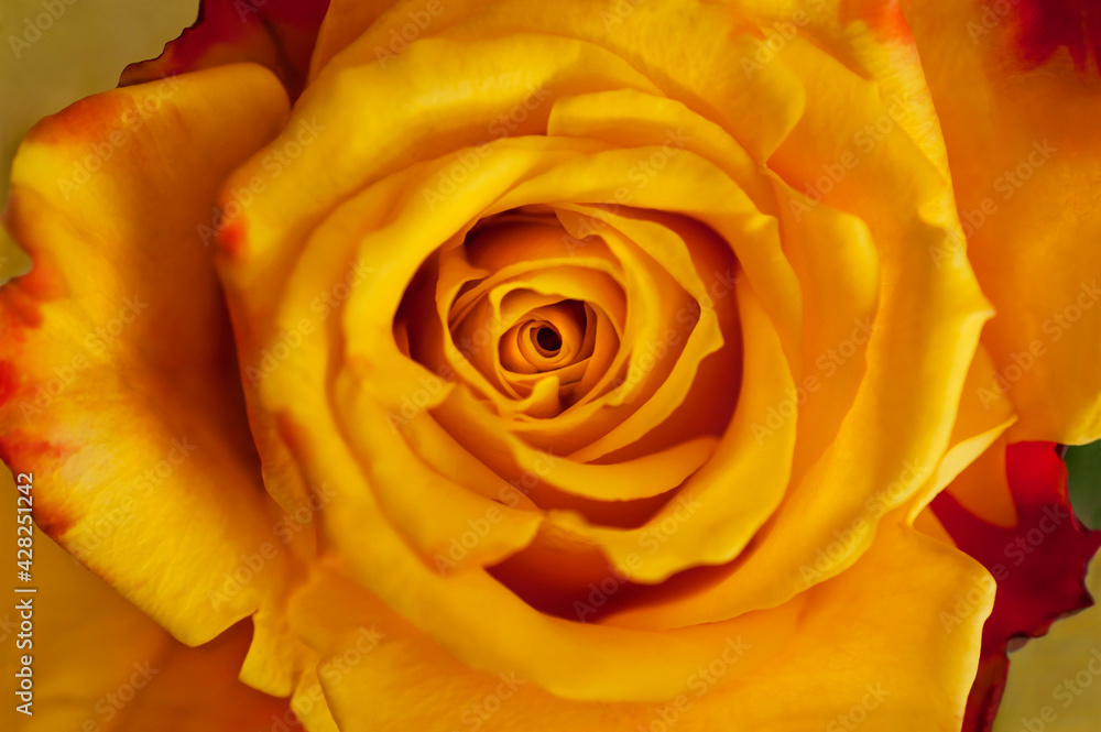 Golden yellow rose in macro close up view Golden yellow rose in macro close up view